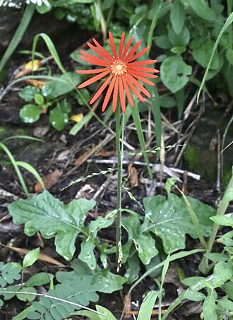 Gerbera Daisy — botanical reference