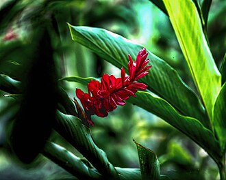 Ginger — botanical reference
