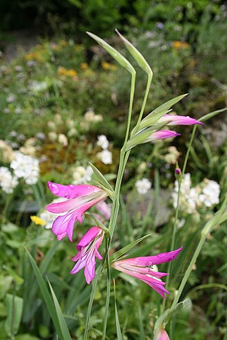 Gladiolus — botanical reference