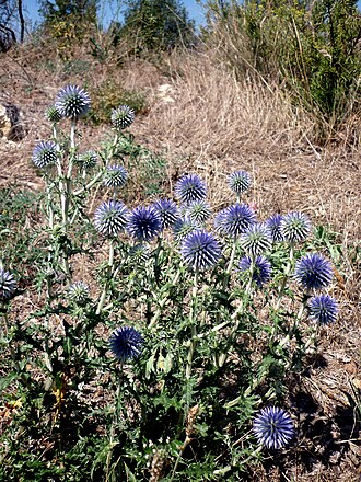 Globe Thistle — botanical reference
