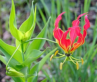 Gloriosa Lily — botanical reference