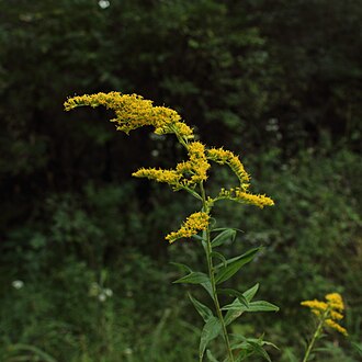 Goldenrod — botanical reference
