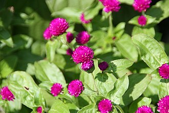 Gomphrena — botanical reference