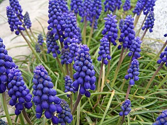 Grape Hyacinth — botanical reference