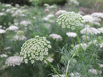 Green Mist — botanical reference