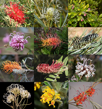 Grevillea — botanical reference