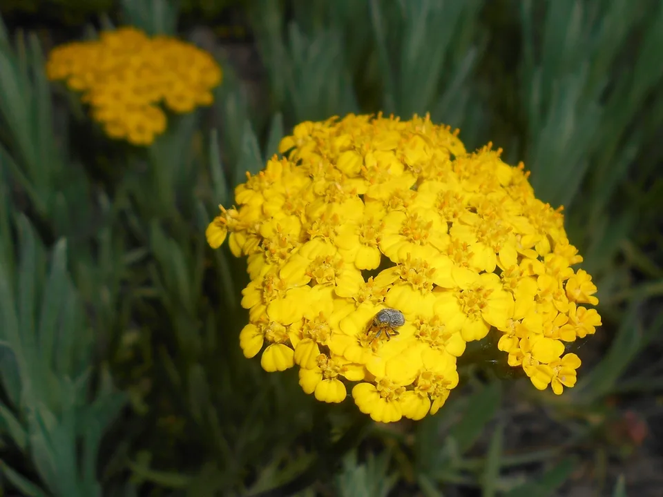 Woolly Yarrow — Flower close up