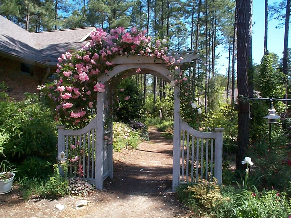 Climbing Pinkie Rose — Thornless climbing rose (early summer; Moore County)