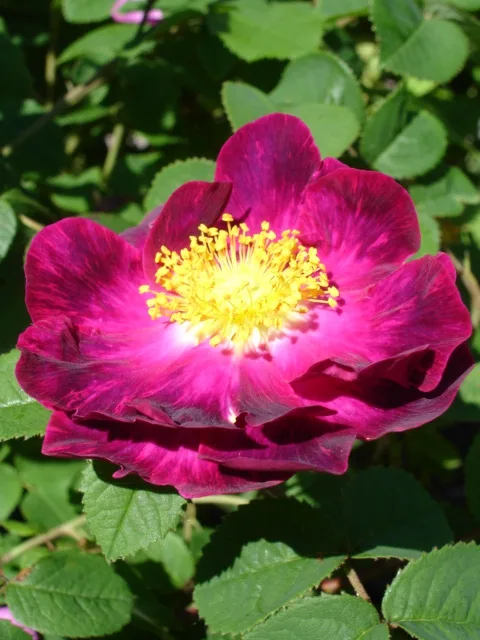 Alain Blanchard Rose — Once blooming flowers appear in spring or summer