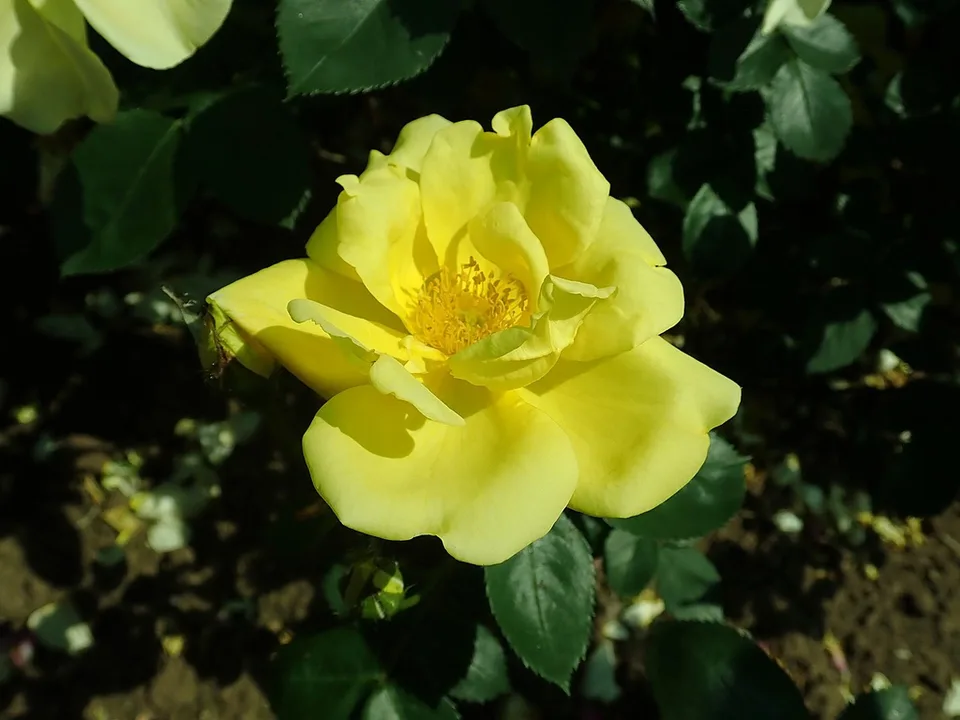 Lawrence Johnston Rose — Close up of flower