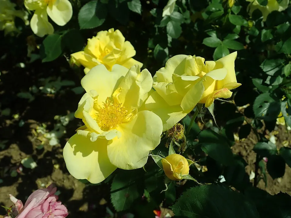 Lawrence Johnston Rose — Flower and buds