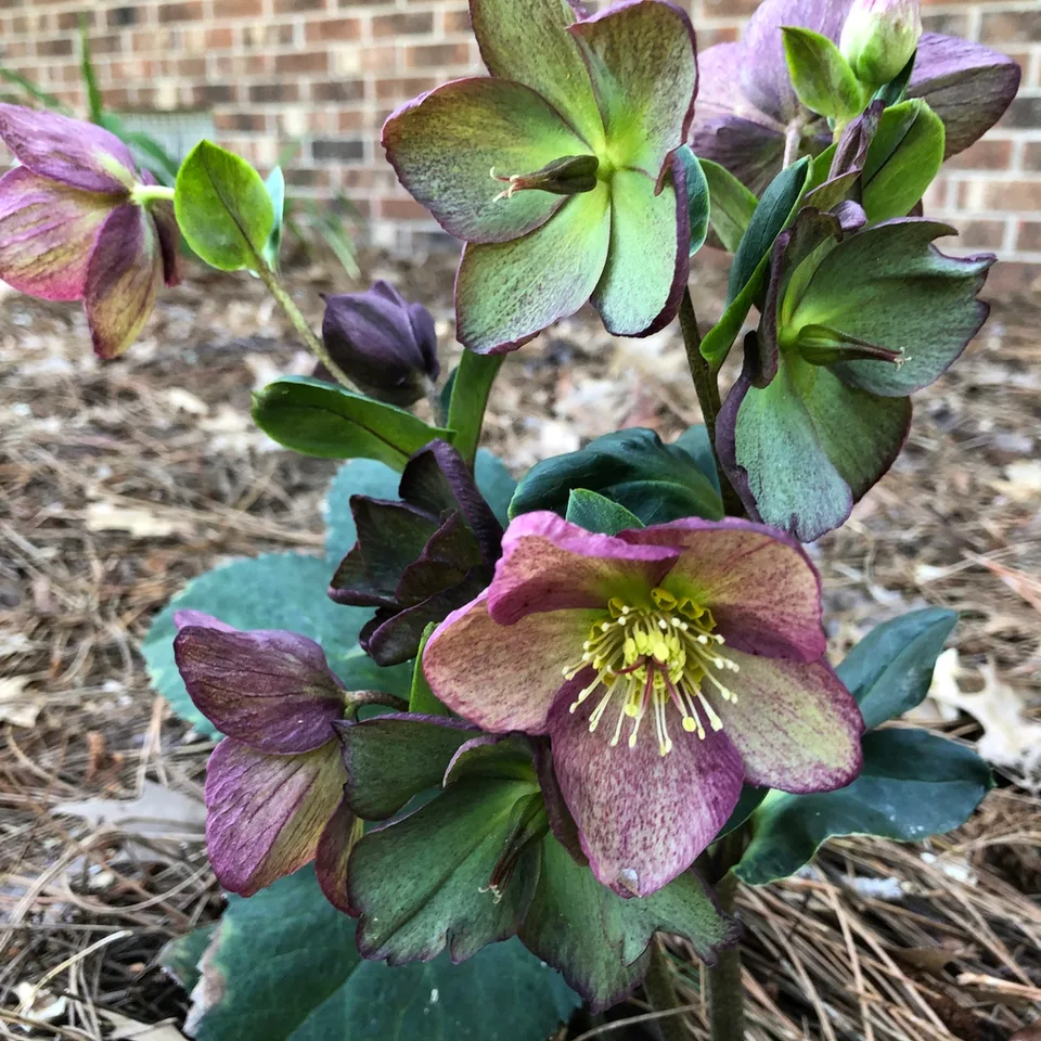 Ice N' Roses Rose Hellebore — Flower Close-Up (Pitt County, NC)-Early Spring