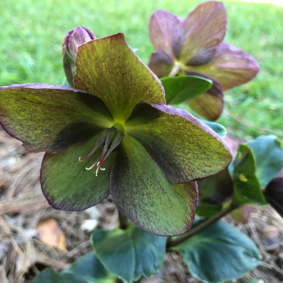 Ice N' Roses Rose Hellebore — Bloom Detail (Pitt County,NC)-Early Spring