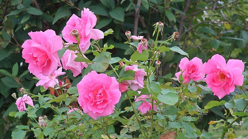 Carefree Beauty Rose — Flowers and foliage
