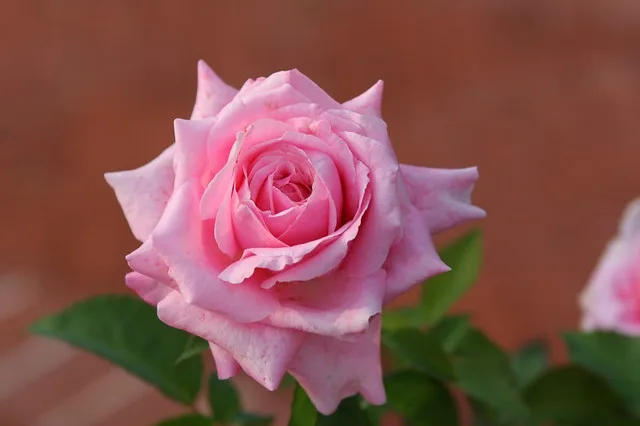 Belinda's Dream Rose — Rosa 'Belinda's Dream' . Flower close up