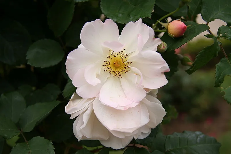Penelope Rose — Flower close up