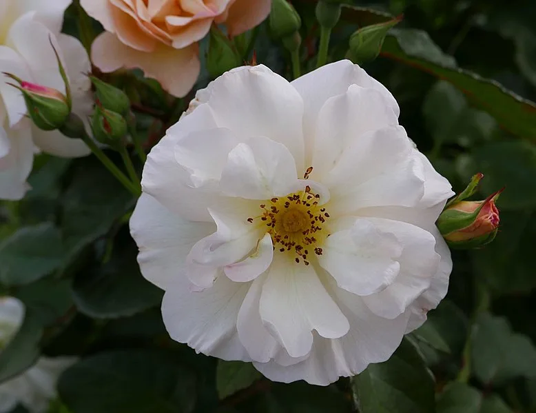 Penelope Rose — Flower close up