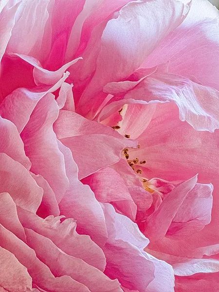 The Countryman Rose — Flower close up