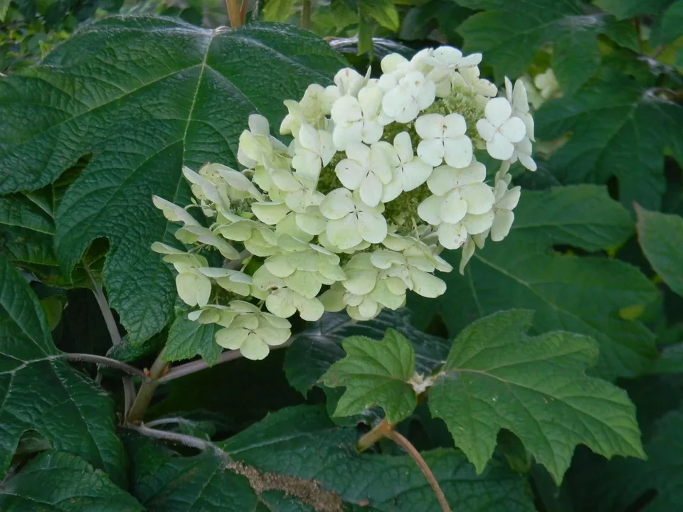 Alice Oakleaf Hydrangea — Flowers (Buncombe County, NC)