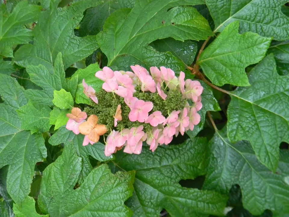 Alice Oakleaf Hydrangea — Flower and leaves (Buncombe County, NC)