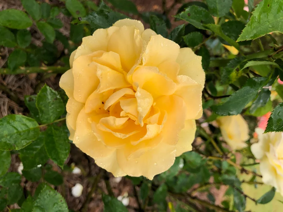 Julia Child Rose — Flower detail