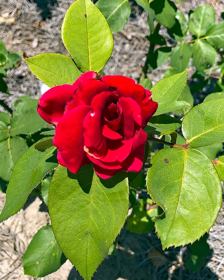 Mister Lincoln Rose — Flower