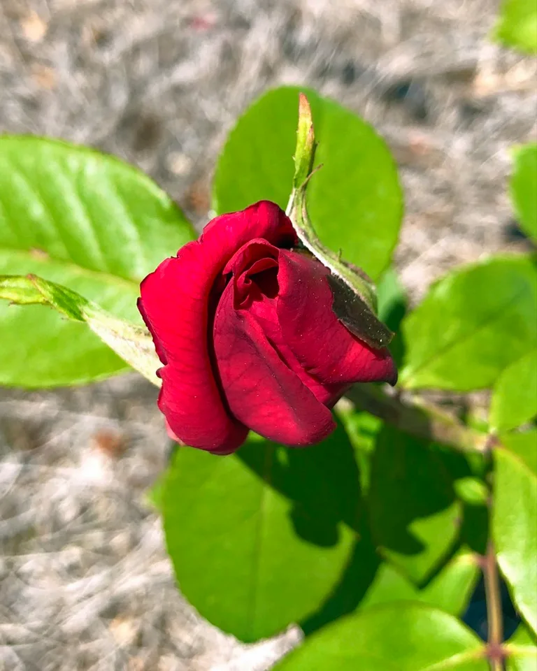 Mister Lincoln Rose — Opening bud