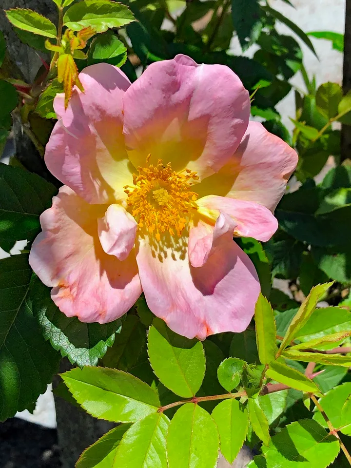 Morning Magic Rose — Flower