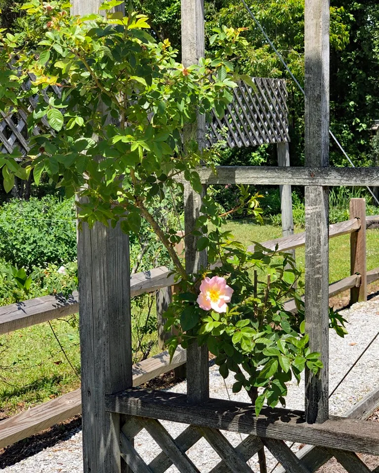 Morning Magic Rose — Form
