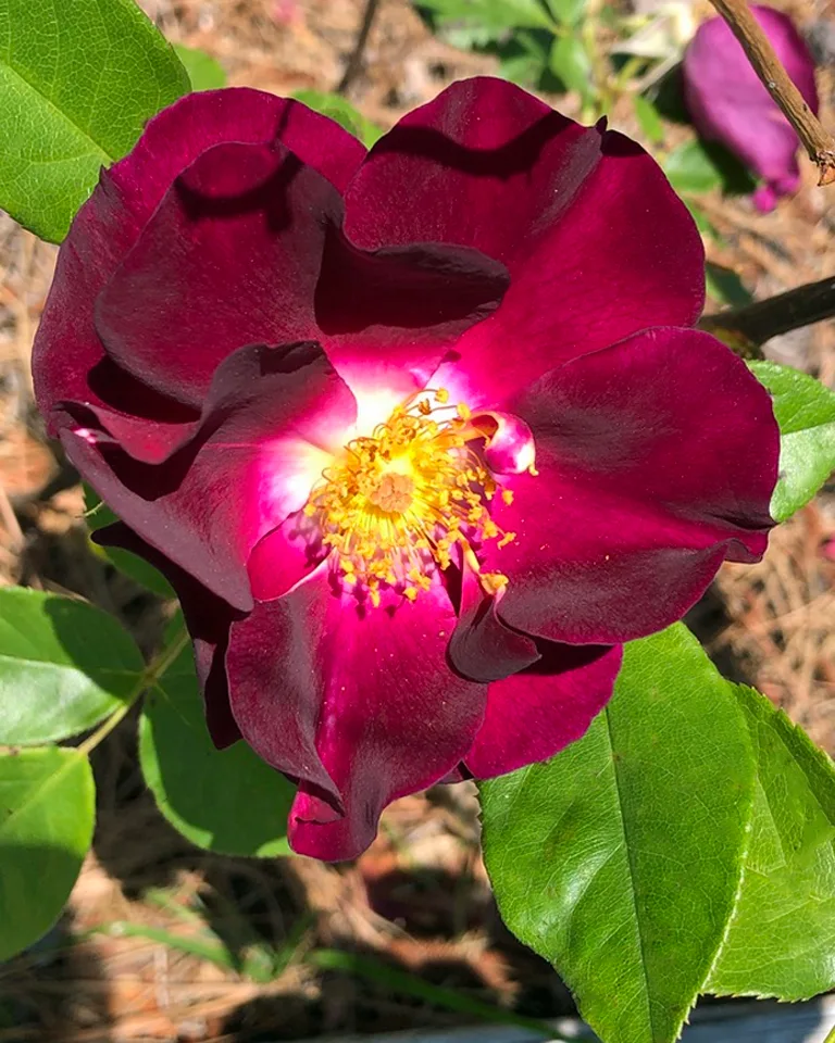 Night Owl Rose — Flower