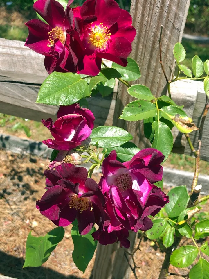 Night Owl Rose — Flower cluster