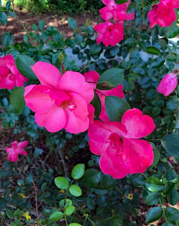 Lady Elsie May Rose — Flower