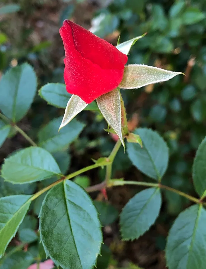 Lady Elsie May Rose — Bud