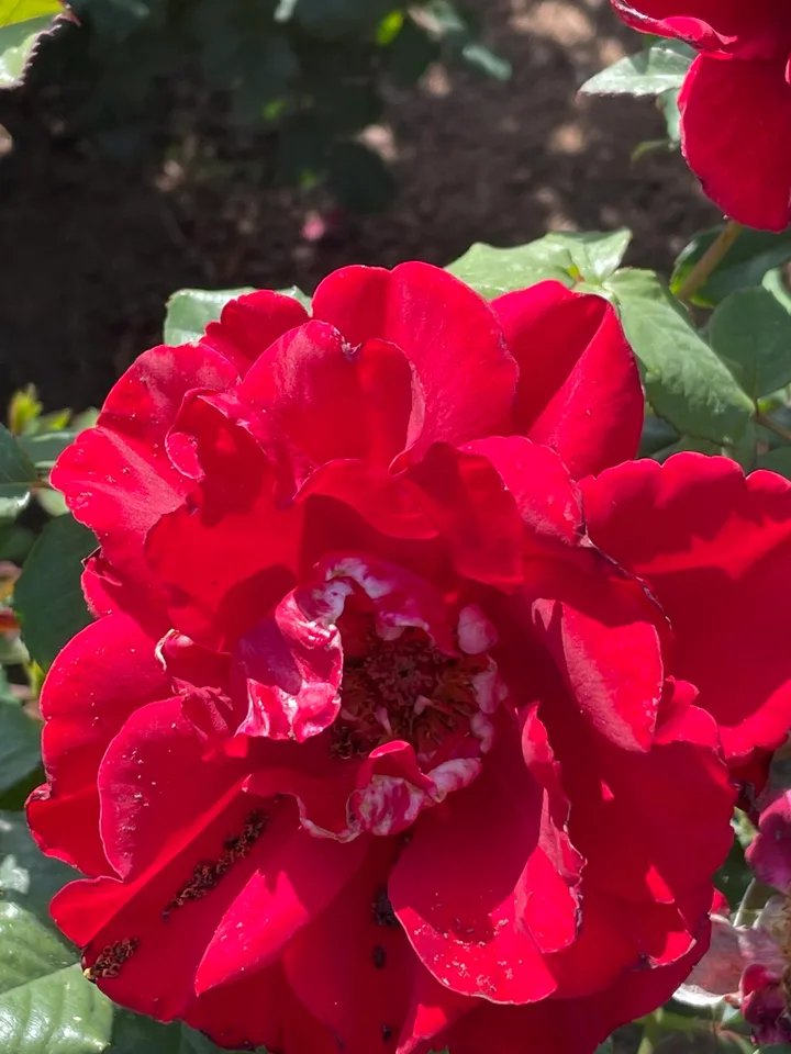 In the Mood Rose — Flower Top View - Late Spring in Santabarbara, CA - Craven Co. EMGV, NC
