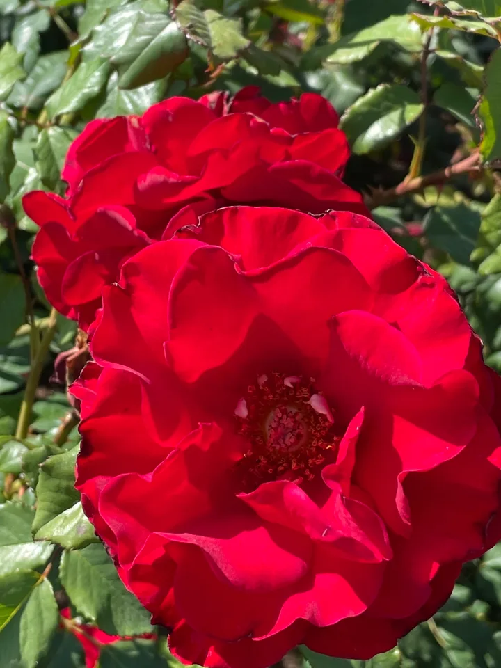 In the Mood Rose — Flowers Closeup - Late Spring in Santabarbara, CA - Craven Co. EMGV, NC