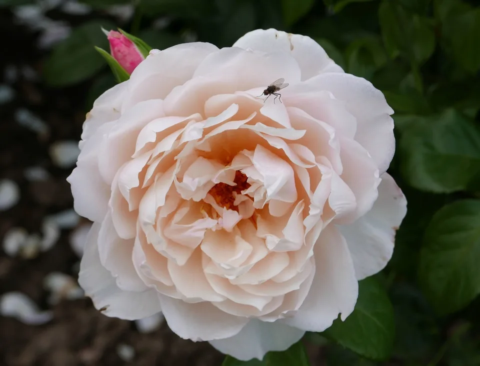 The Generous Gardener Rose — Flower detail