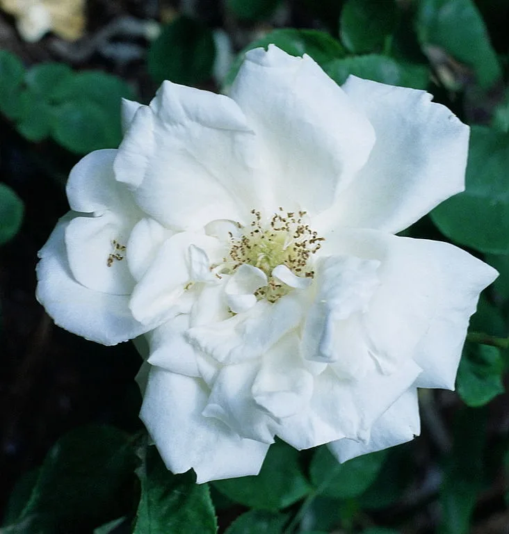Frau Karl Druschki Rose — Flower.