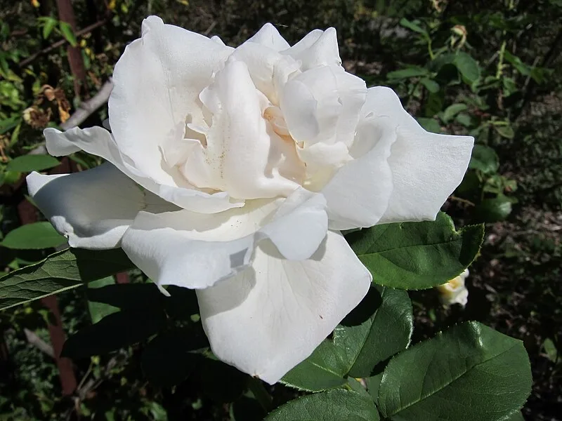 Frau Karl Druschki Rose — Flower.
