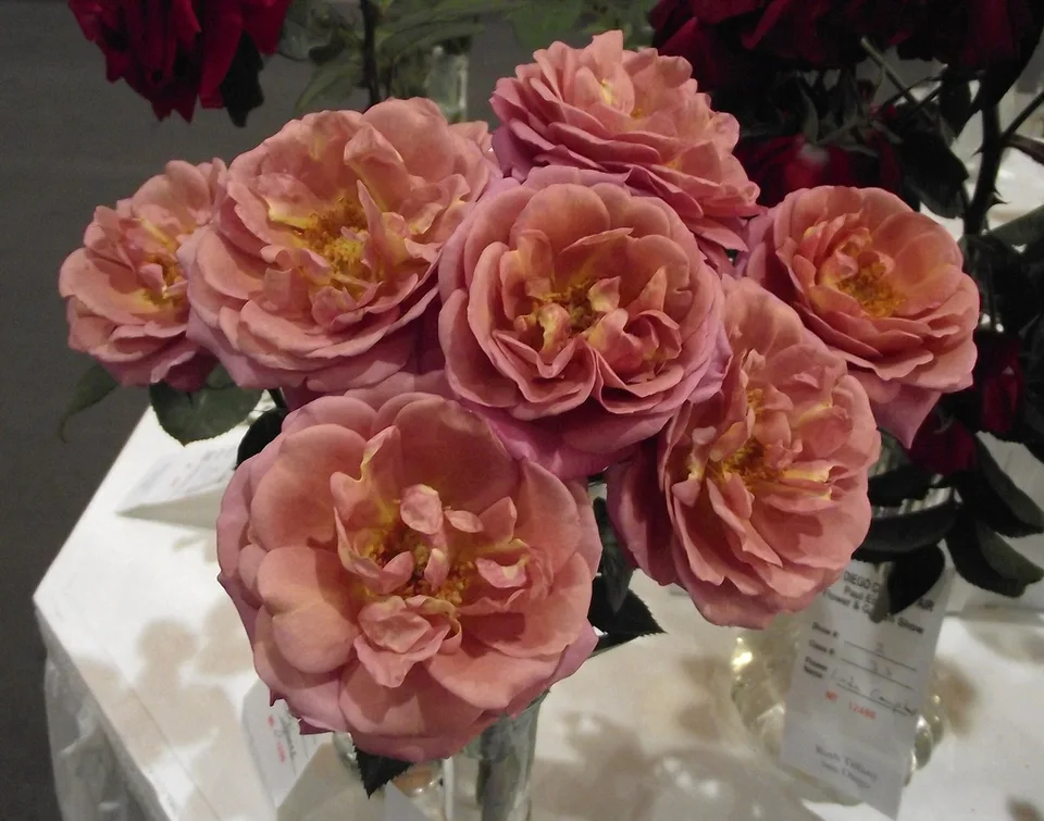 Kaleidoscope Rose — Flowers