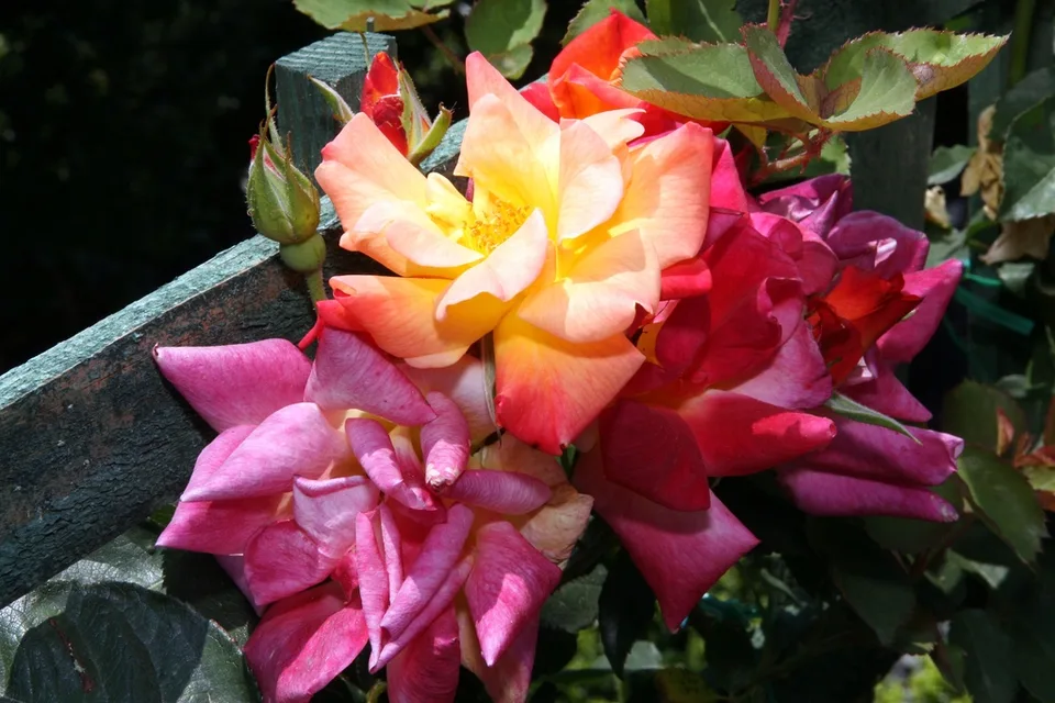 Joseph's Coat Rose — Multi-colored flowers