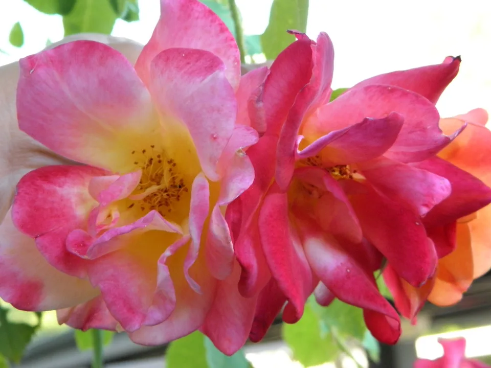Joseph's Coat Rose — Flower detail