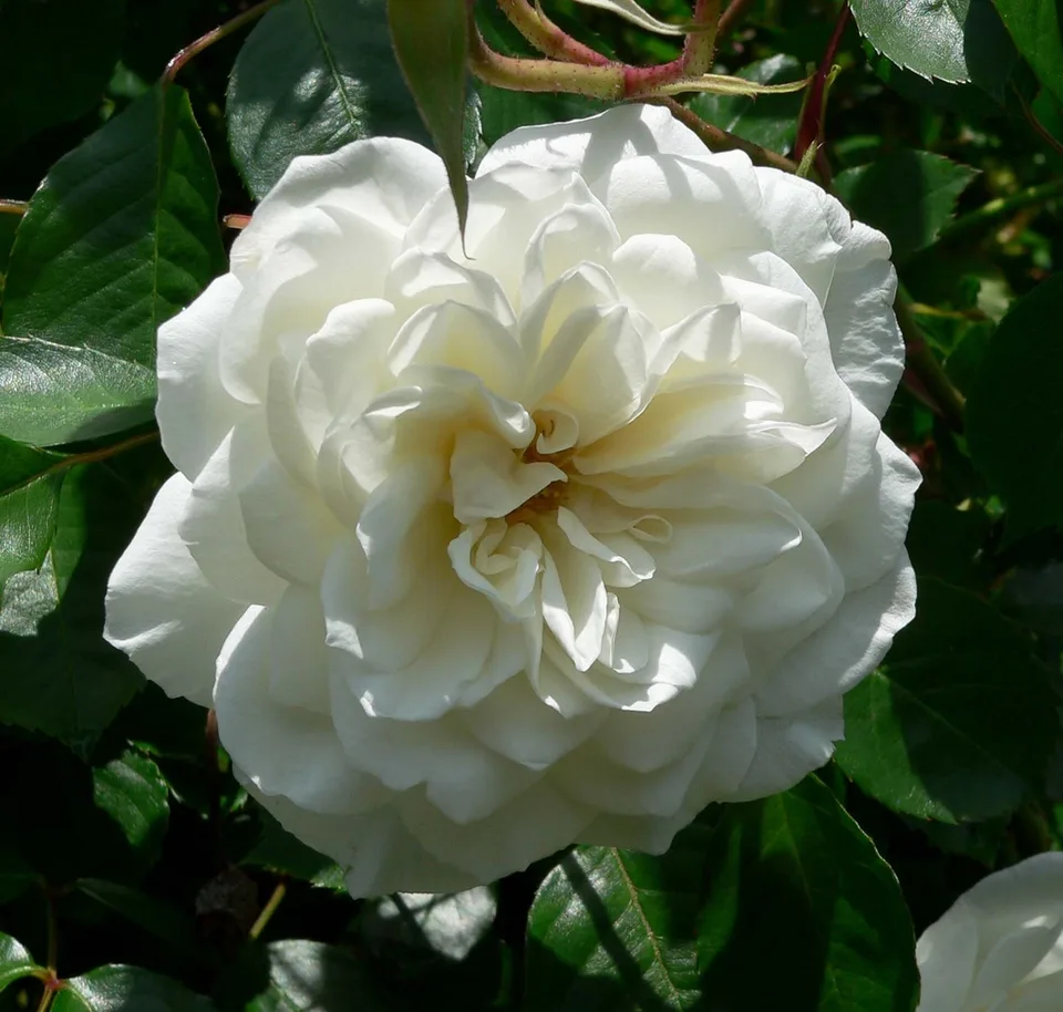 Lace Cascade Rose — Flower detail