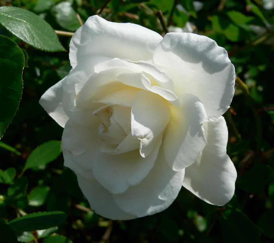 Lace Cascade Rose — Flower