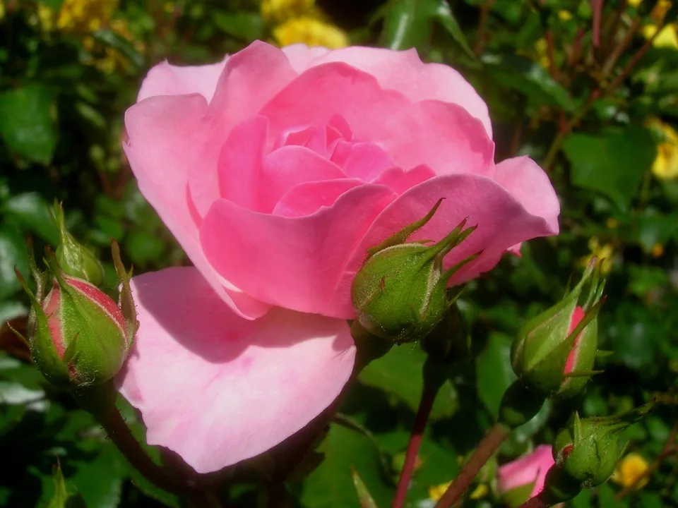 Royal Bonica Rose — Flower
