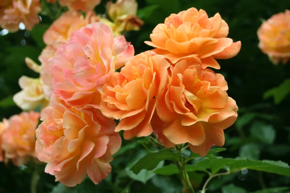 Westerland Rose — Flower cluster