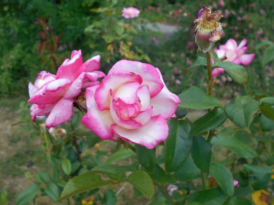 Handel Rose — Flowers