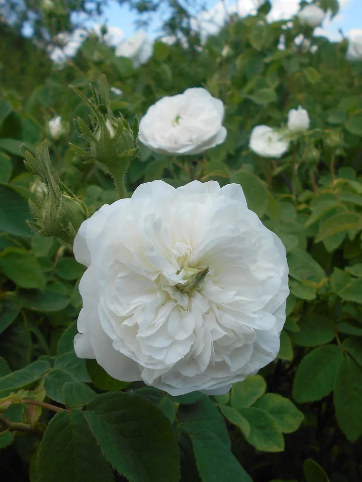 Madame Hardy Rose — Flowers