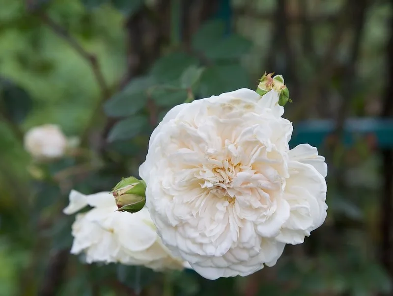 Sombreuil Rose — Flower.