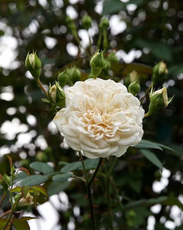 Sombreuil Rose — Flower.