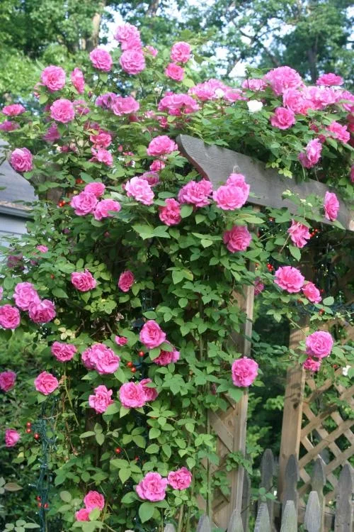 Zephirine Drouhin Rose — Form